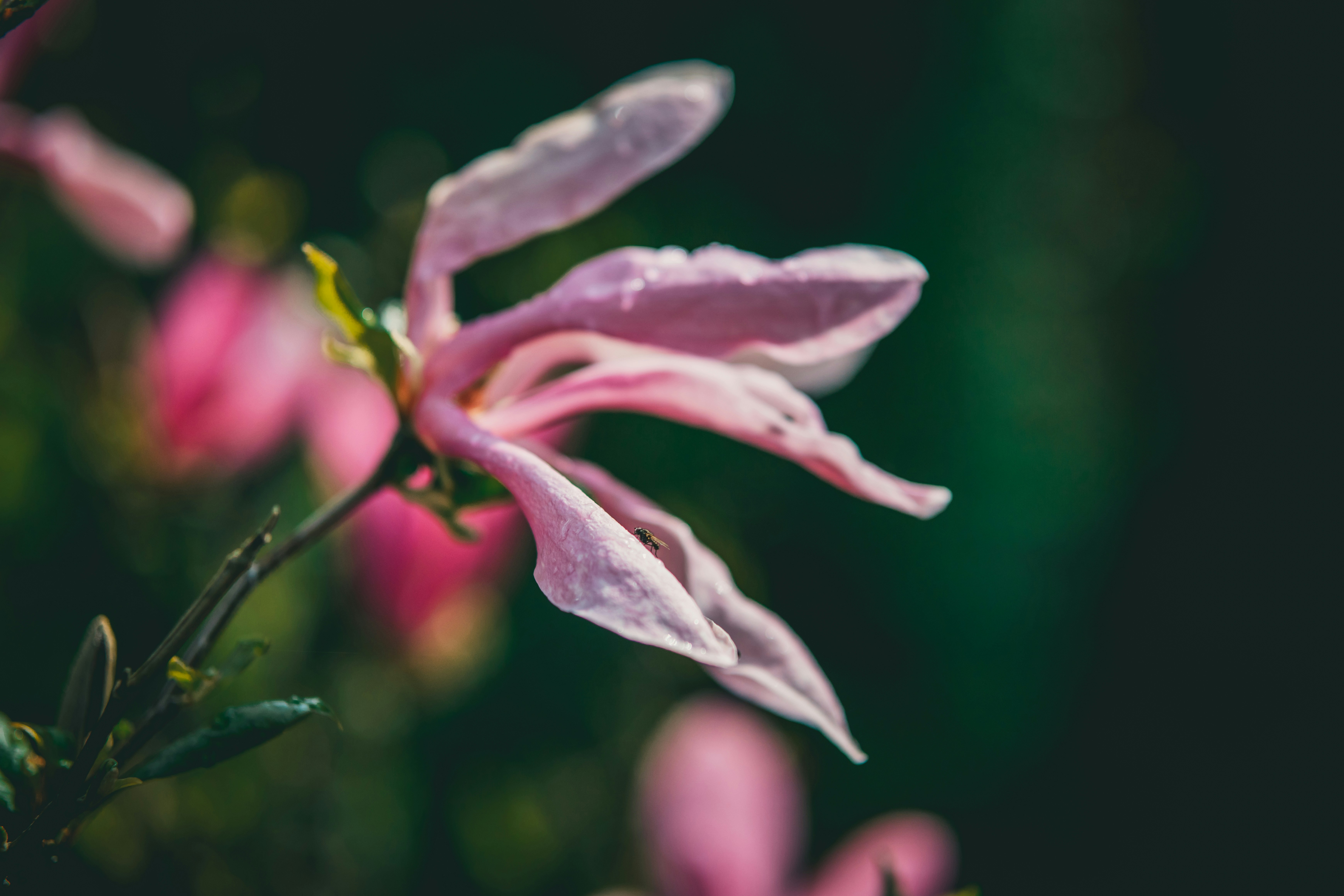 Photo by raimondklavins