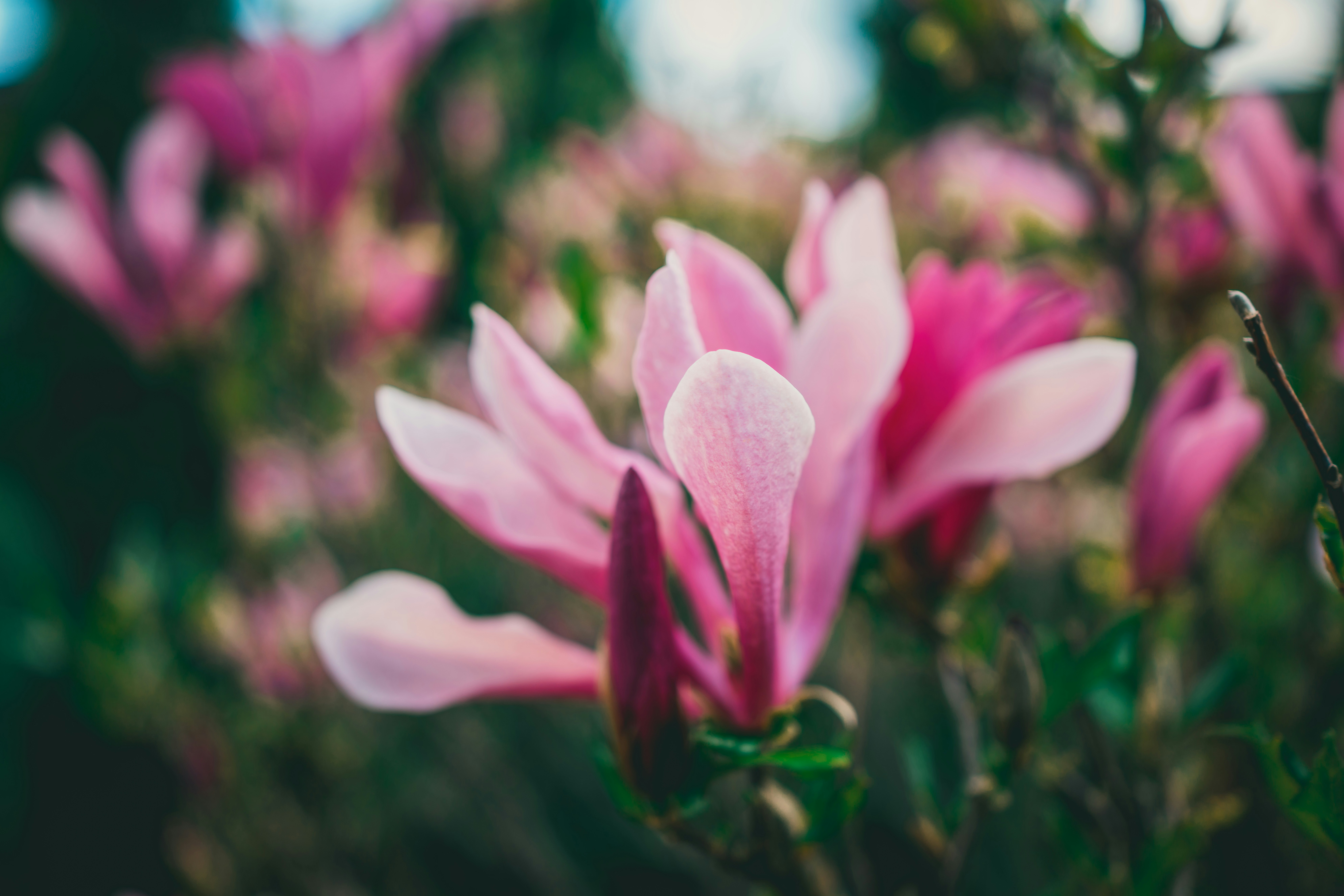 Photo by raimondklavins