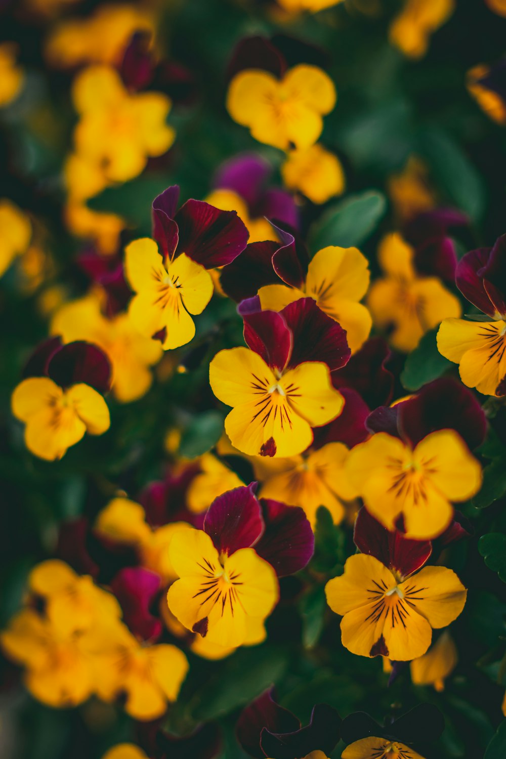 Flores amarillas y rojas en la lente de cambio de inclinación
