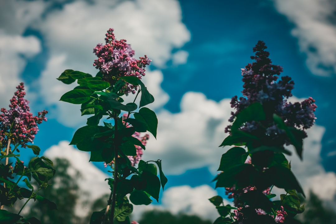 pink flowers under blue sky during daytime