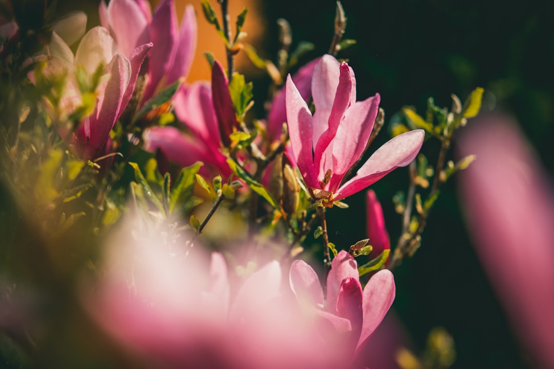 pink flower in tilt shift lens