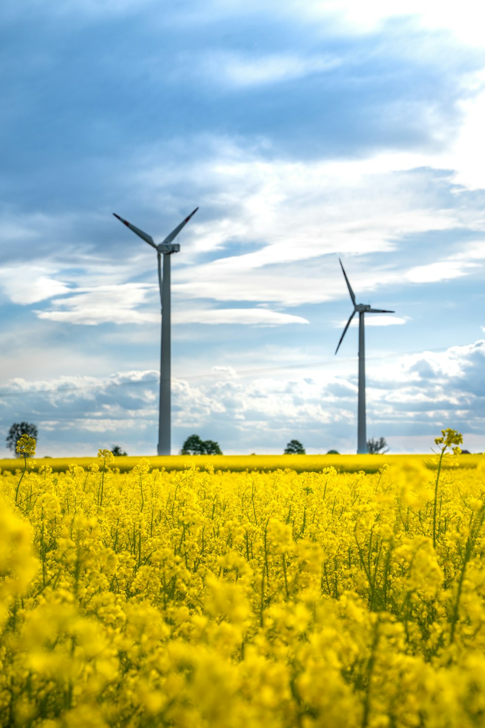 turbinas eólicas en campo de flores amarillas bajo nubes blancas y cielo azul durante el día