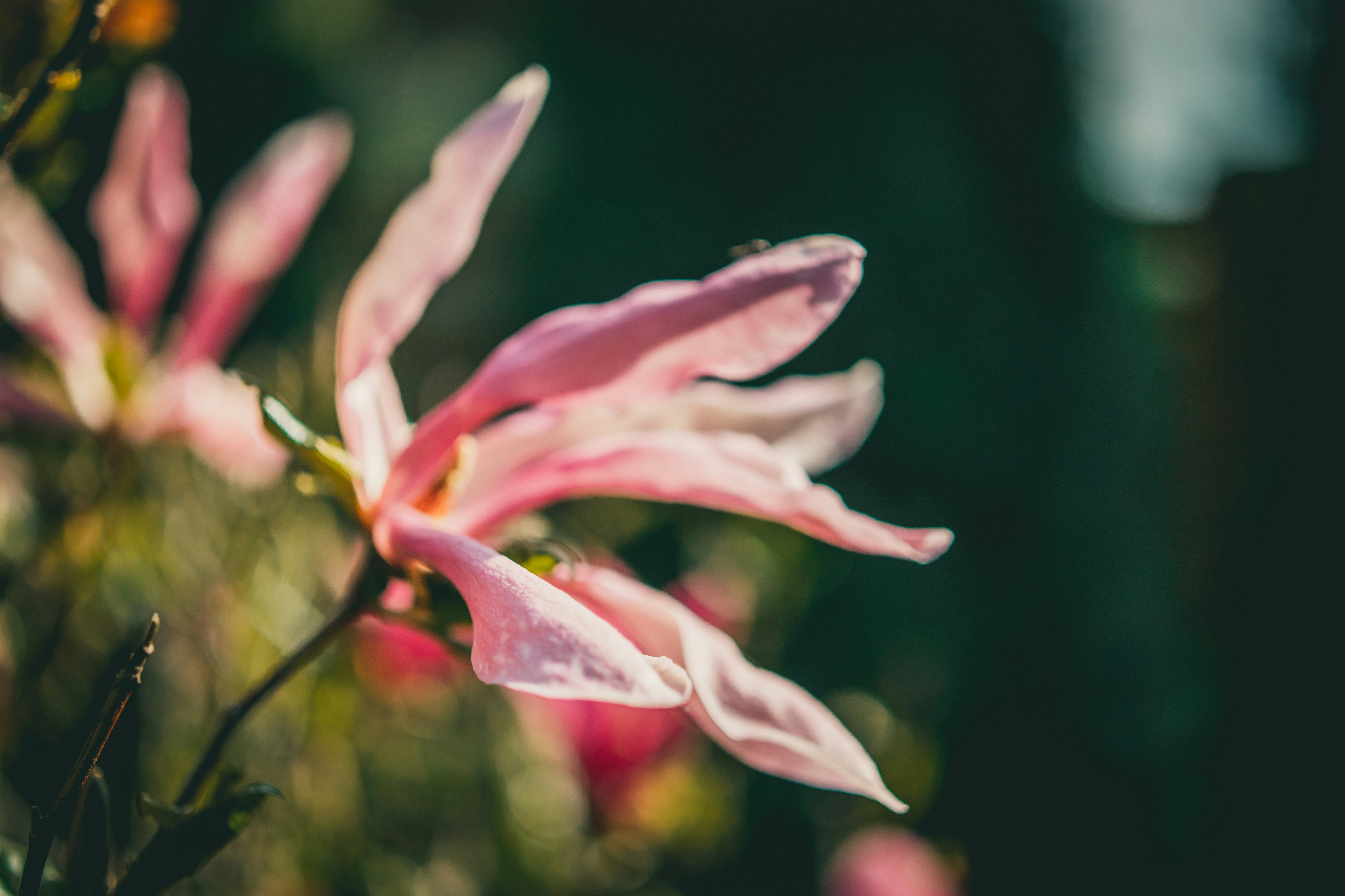 Photo by raimondklavins