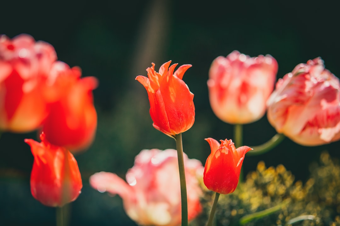 red tulips in bloom during daytime