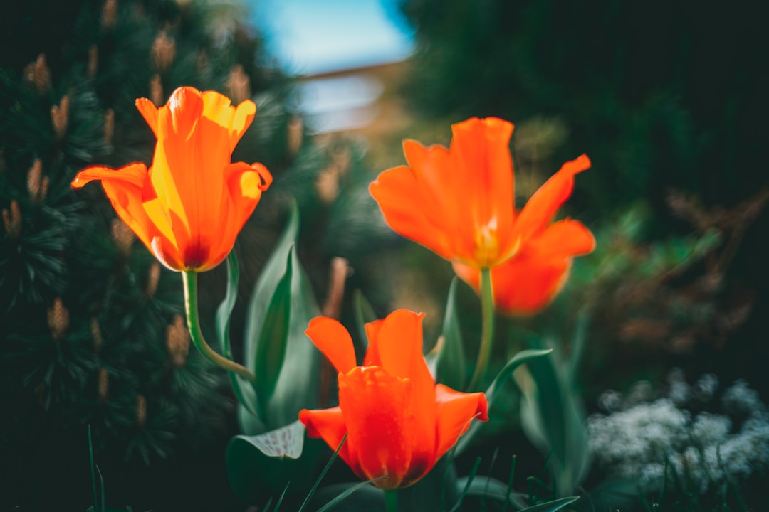 orange flowers in tilt shift lens