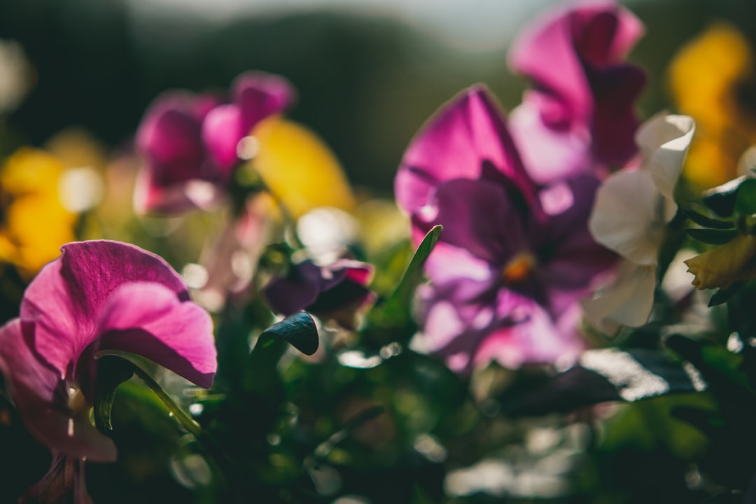 purple and white orchids in bloom during daytime