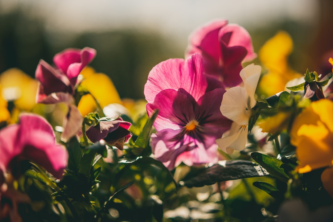 pink flower in tilt shift lens