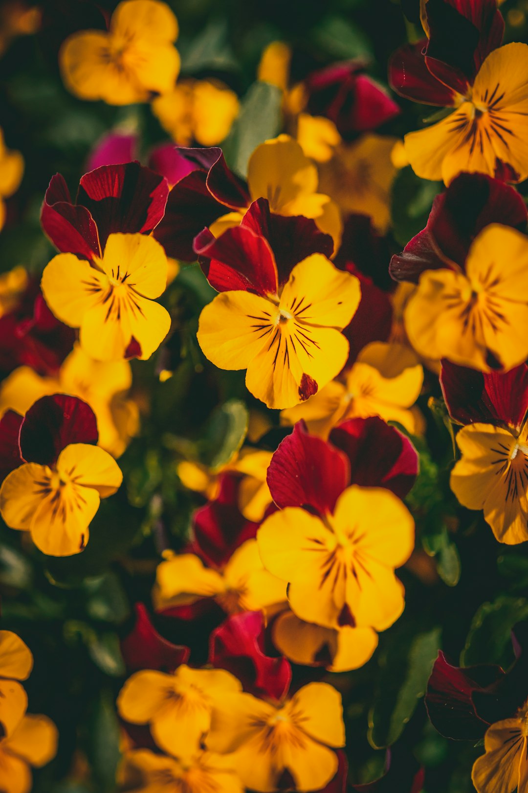 yellow and red flowers in tilt shift lens