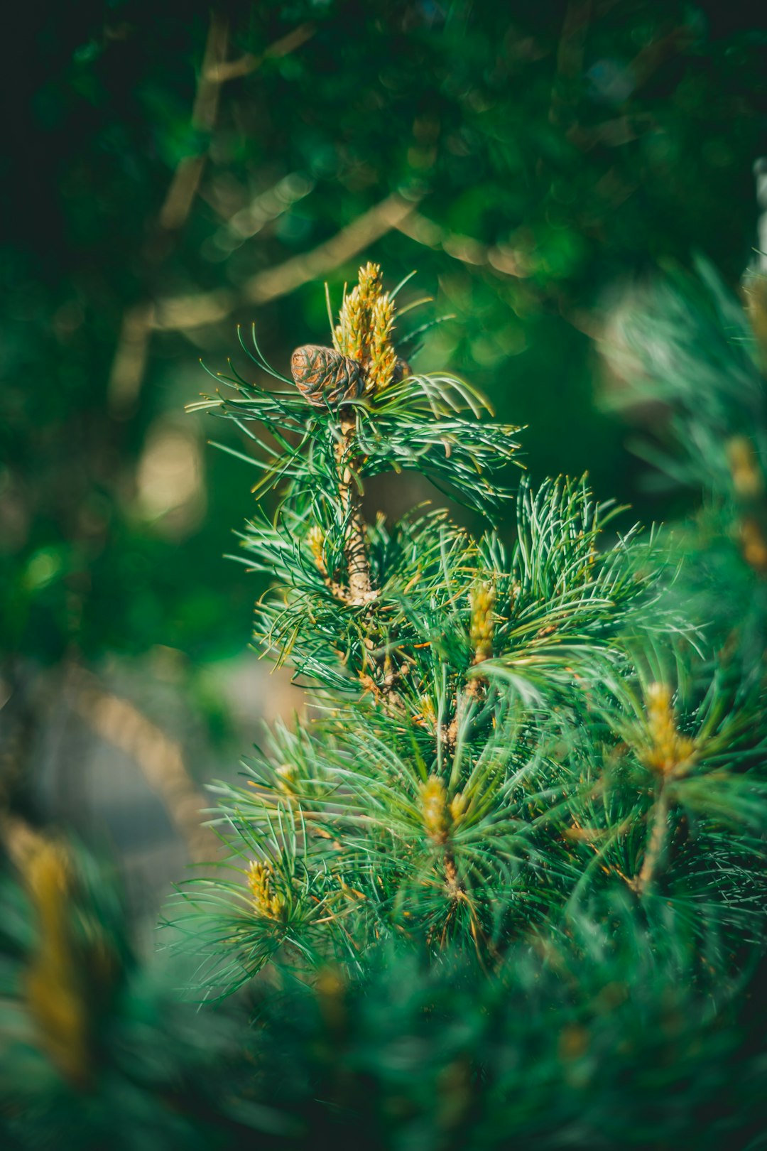 green pine tree in close up photography