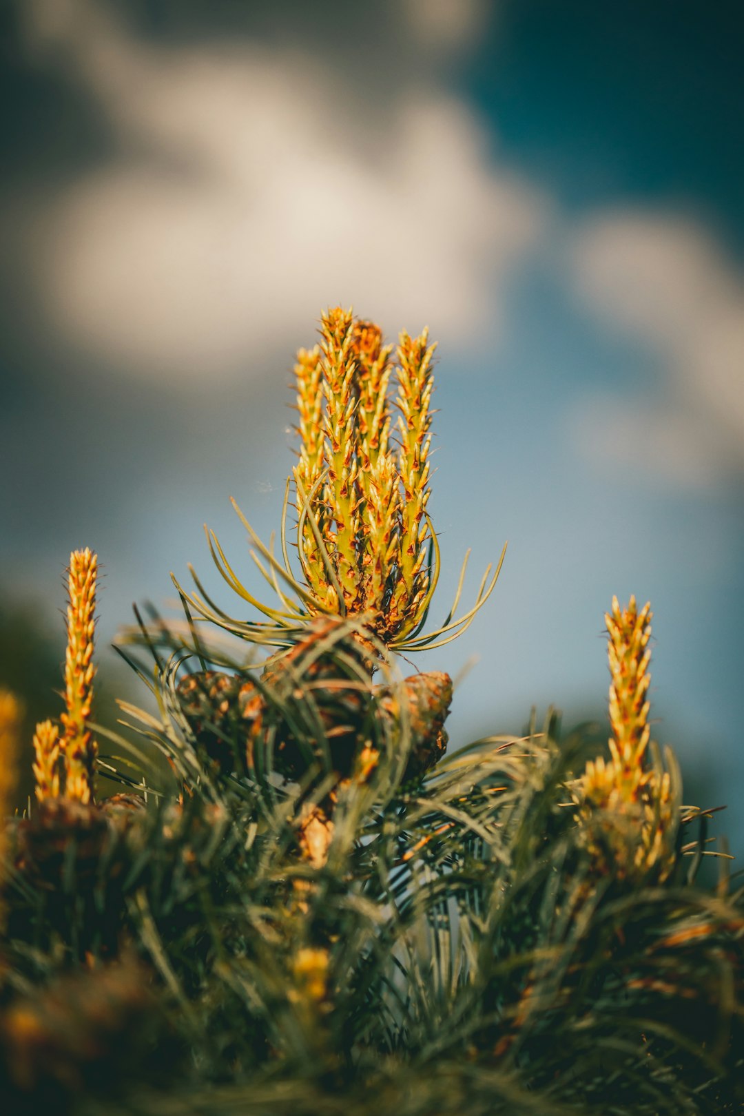 yellow and green plant during daytime