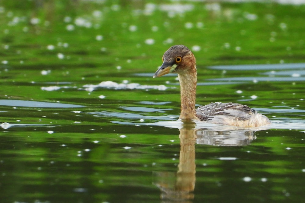 Anatra grigia sull'acqua durante il giorno