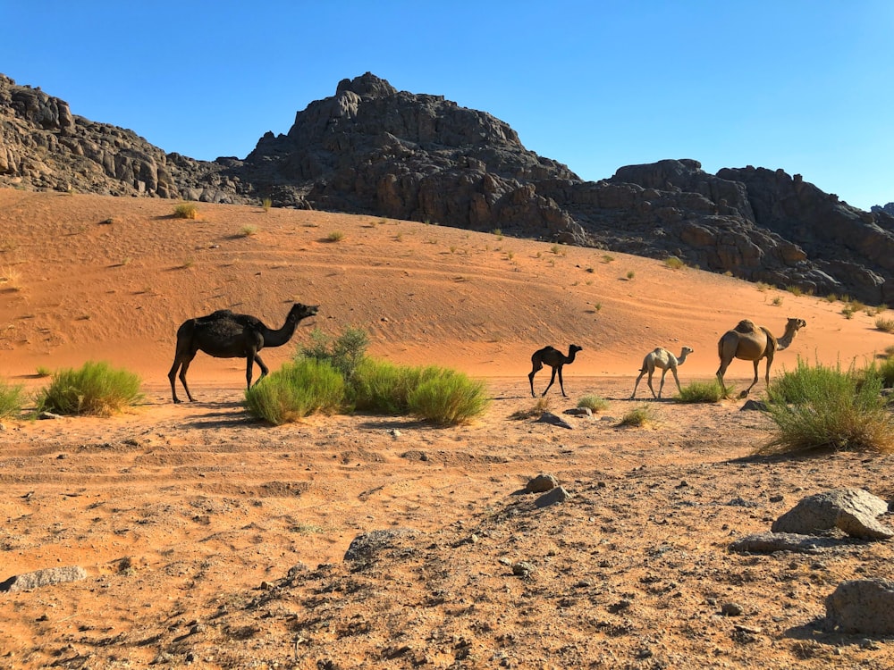 낮 동안 갈색 모래 위의 낙타 그룹