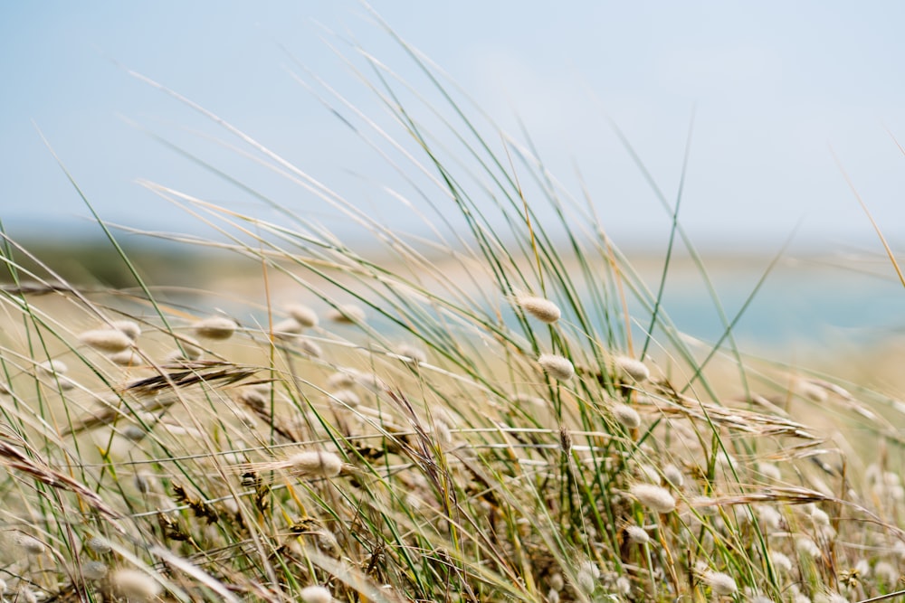 brown grass near body of water during daytime