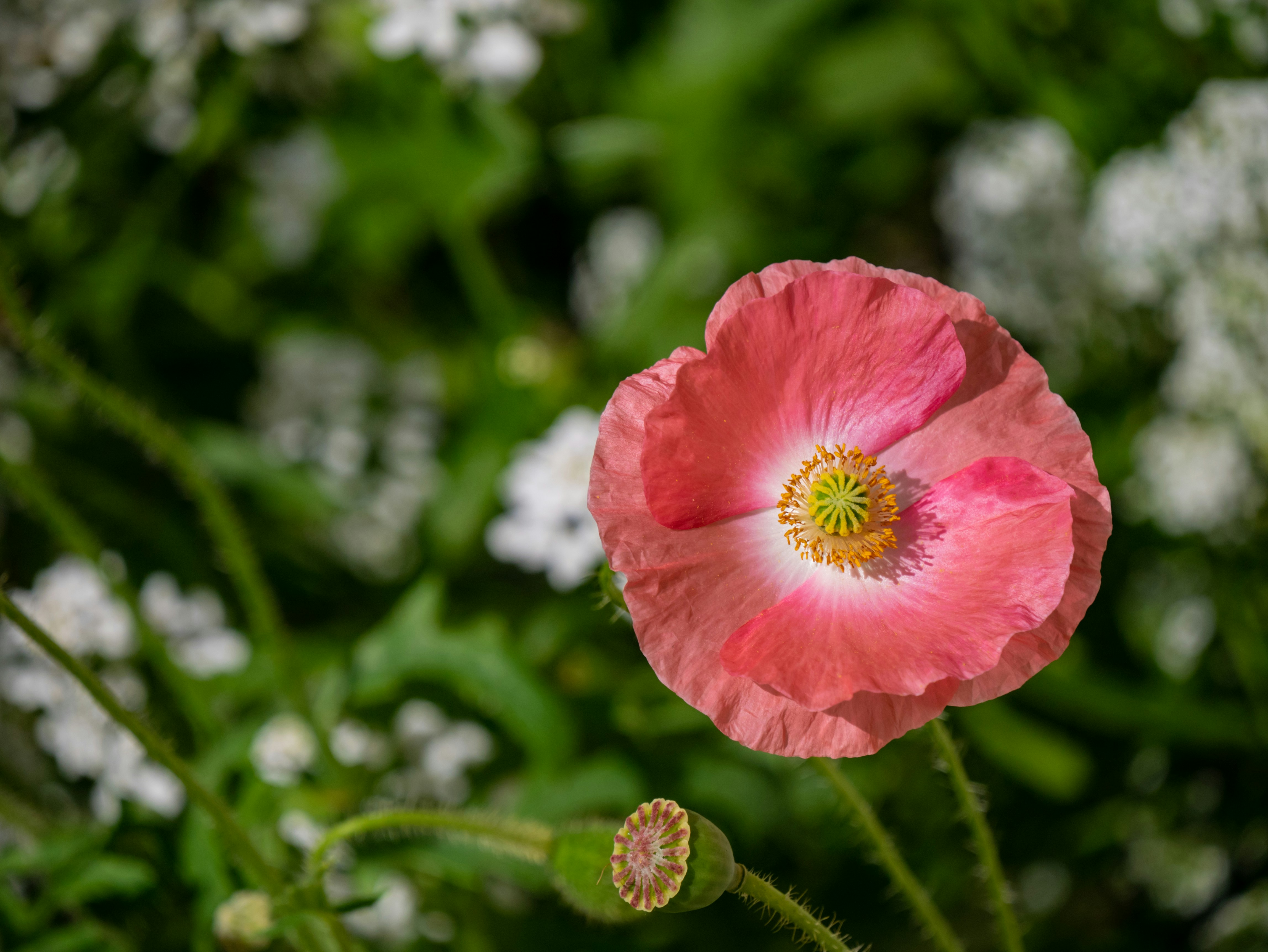 pink flower in tilt shift lens
