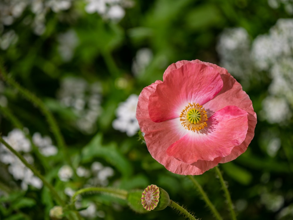 pink flower in tilt shift lens