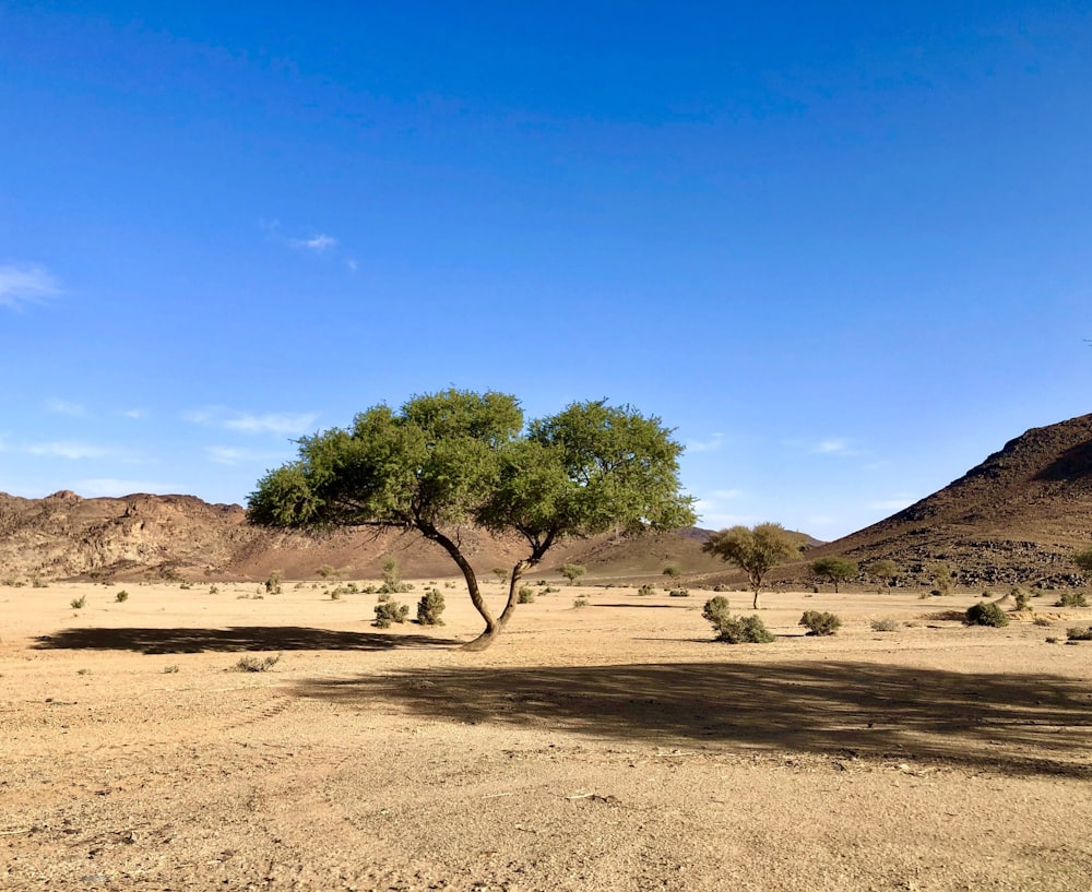 árbol verde en campo marrón bajo cielo azul durante el día