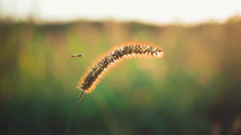 brown and black caterpillar on brown stem in tilt shift lens