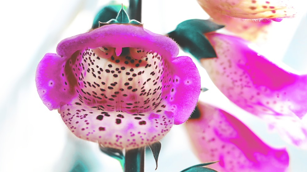 green flower with water droplets