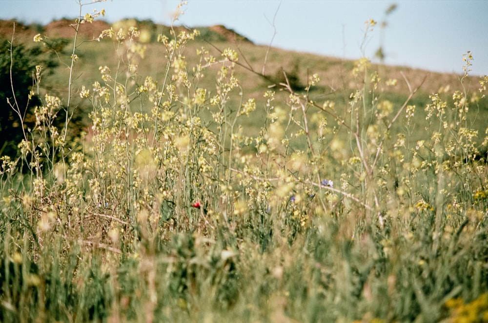 white flowers on brown grass field during daytime