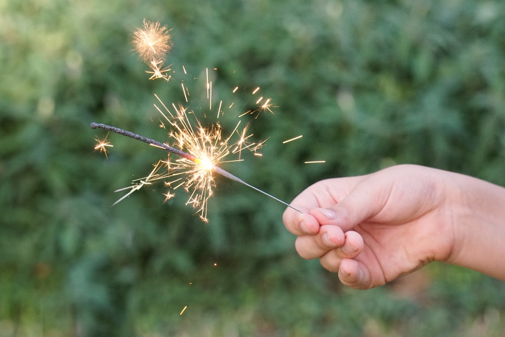 person holding white dandelion flower