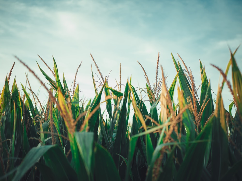 green wheat field under cloudy sky during daytime