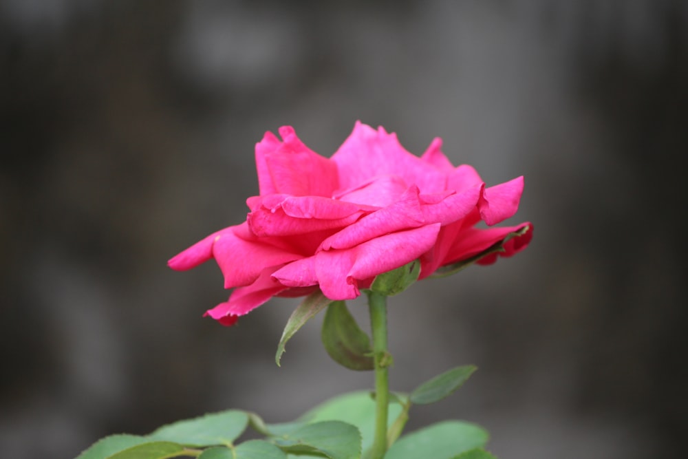 pink flower in tilt shift lens