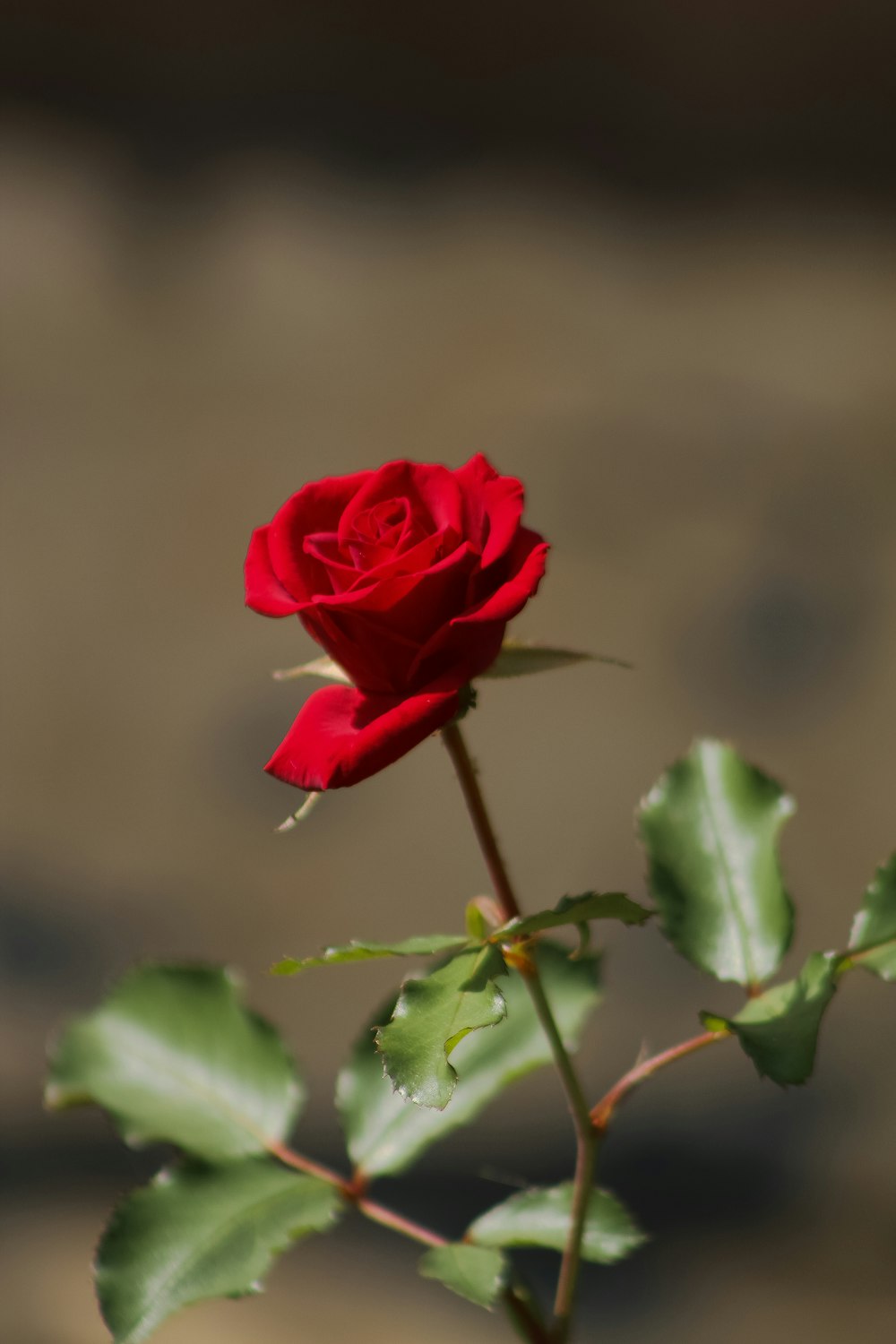 red rose in bloom during daytime