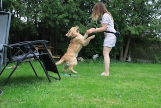 A woman in a striped dress is playing with a golden retriever in a grassy backyard. The dog is standing on its hind legs, appearing to be jumping or dancing while holding the woman's hands. There are trees and lawn chairs in the background, contributing to a relaxed outdoor atmosphere.