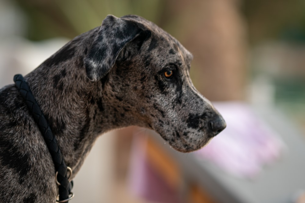 black and white short coated dog