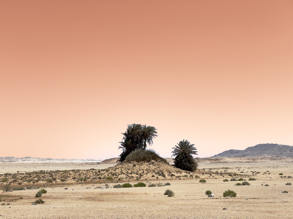 green tree on brown sand during daytime