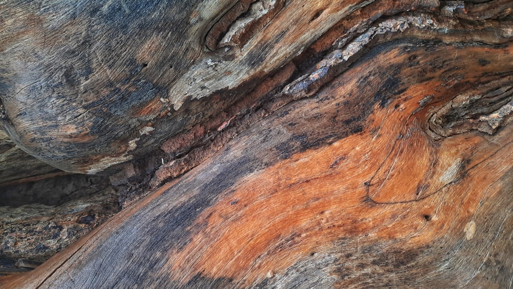 brown and black wood log