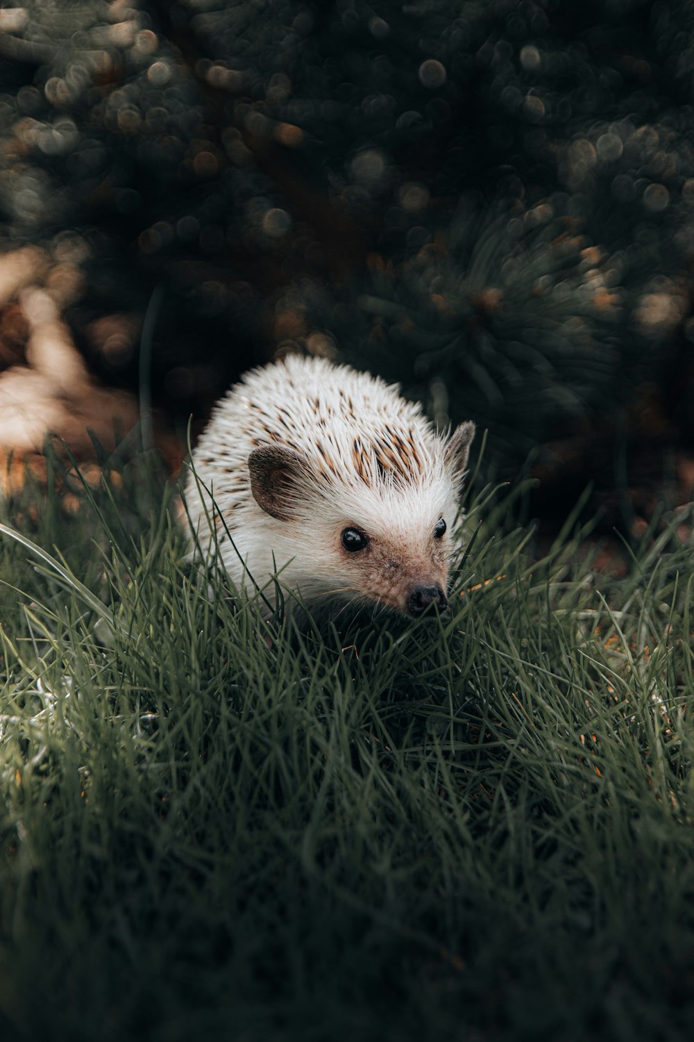 weißer Igel tagsüber auf grünem Gras