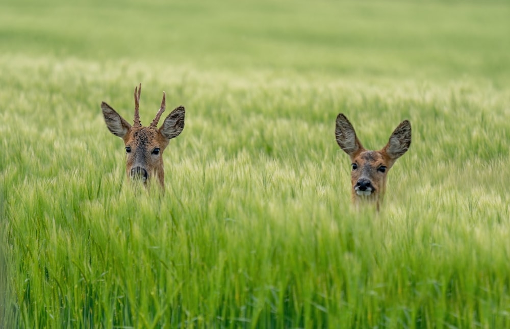 brown deer on green grass field during daytime