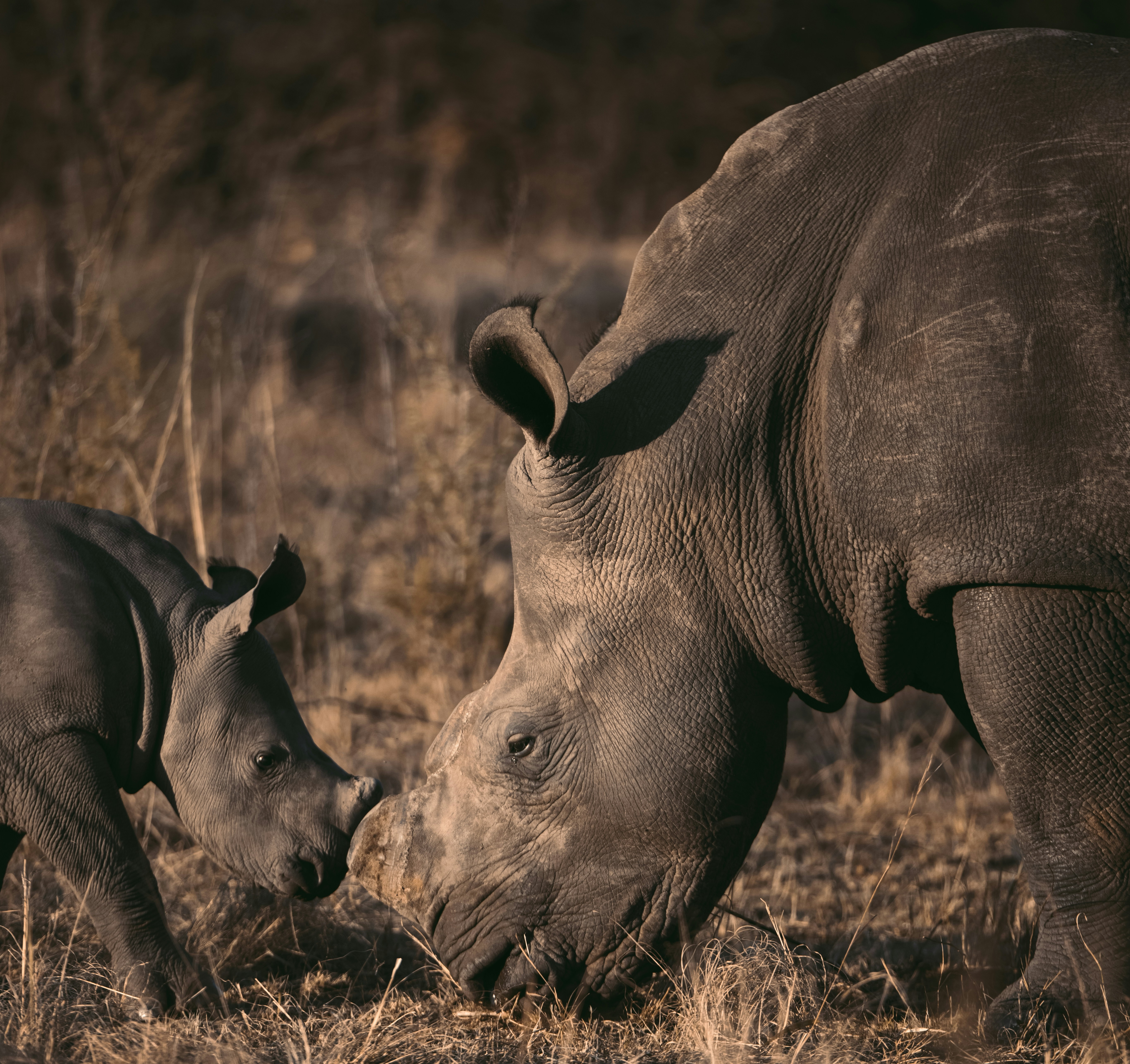 IVF Pregnancy May Save Rhino Species