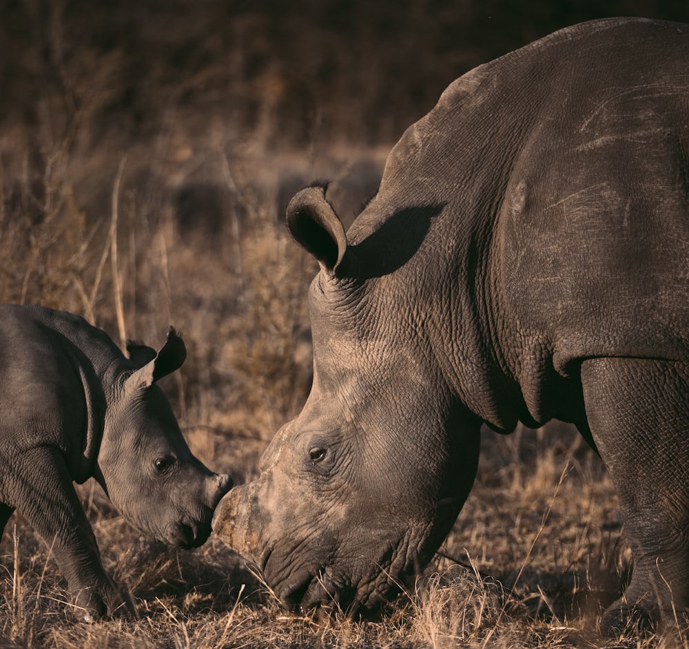 rhinocéros gris sur un champ d’herbe brune