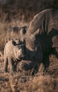 A mother okapi tenderly nuzzling her calf in a quiet clearing of the Congo rainforest.