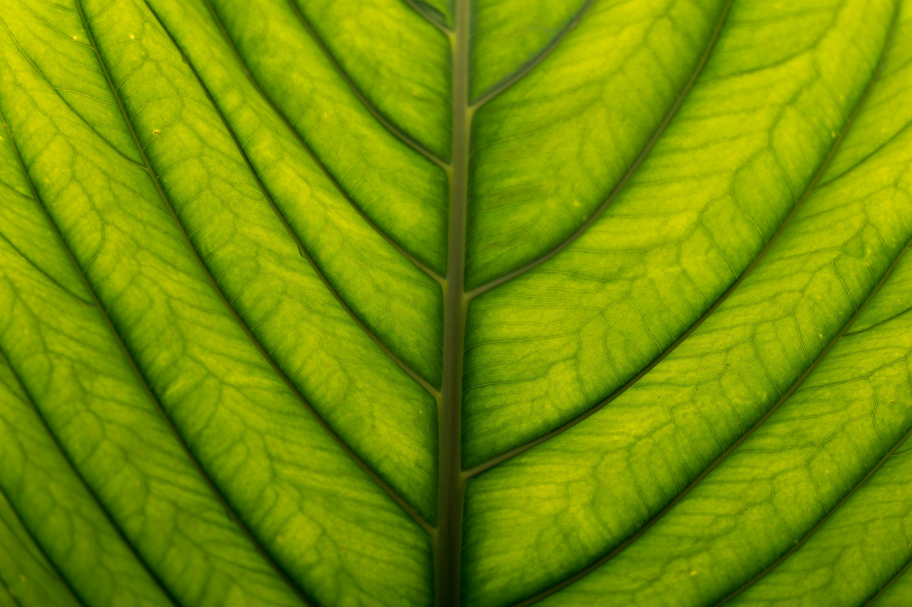 Leaf structure from underneath