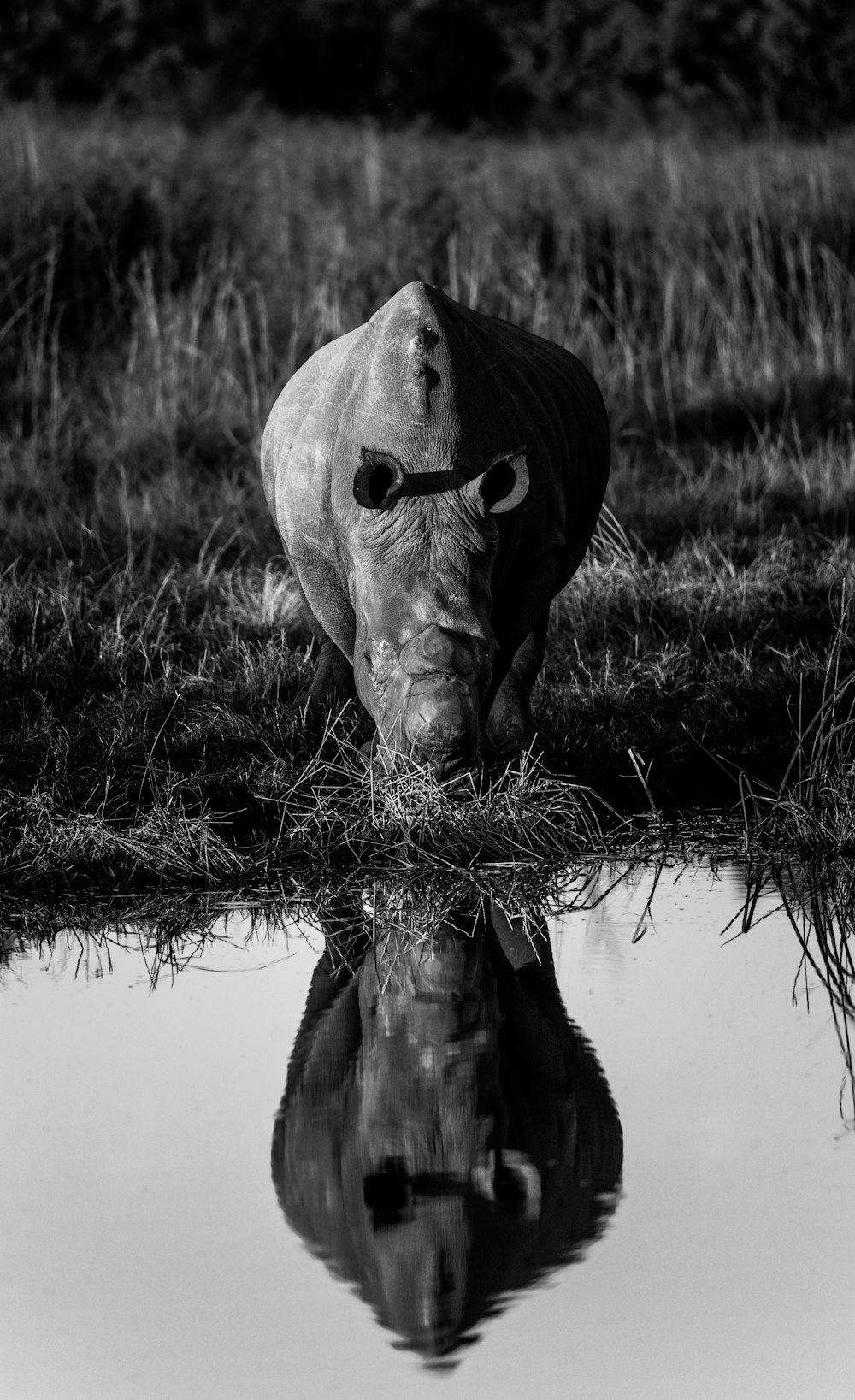 grayscale photo of a dehorned white rhino