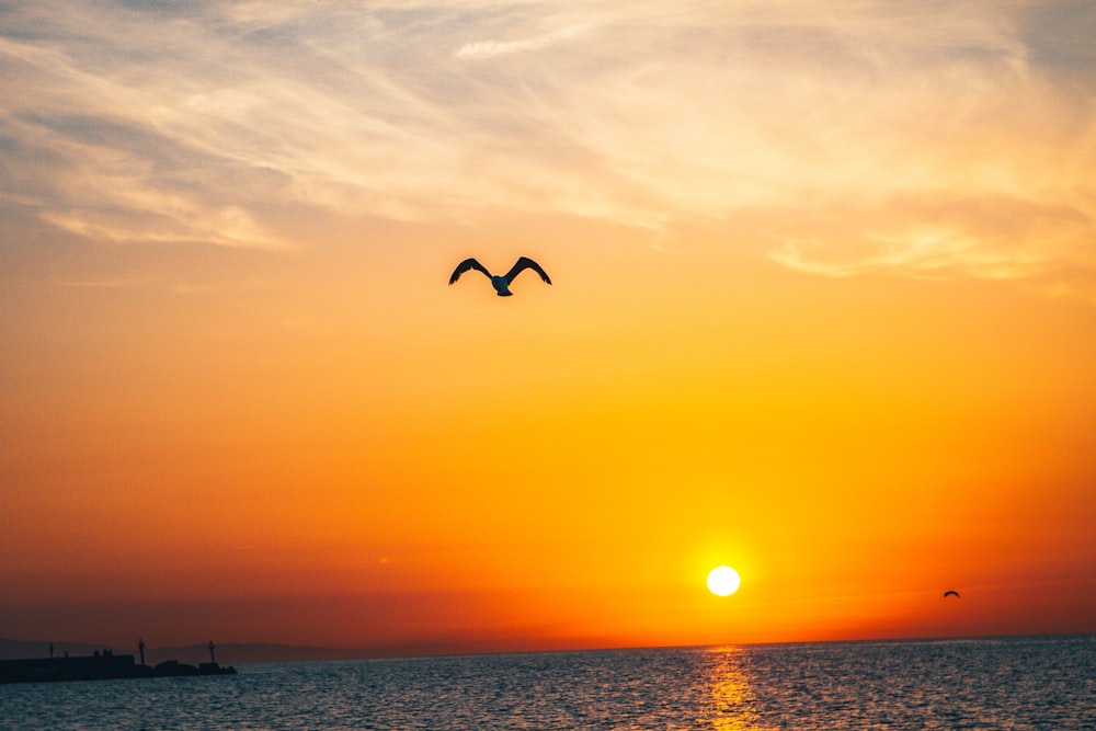 birds flying over the sea during sunset