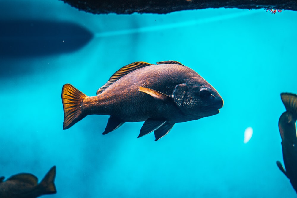 black and orange fish in water