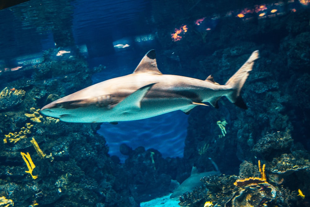 grey shark in fish tank
