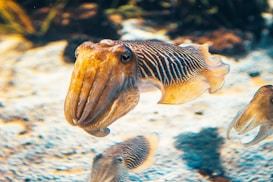 A close-up view of a cuttlefish with textured, striped skin and a distinctive, elongated head, swimming through a shallow, brightly lit aquatic environment. The background is a blur of light and shadow, enhancing the visibility of the creature's intricate details.