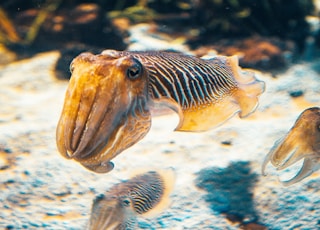 brown and white fish in water