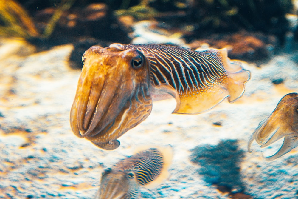 brown and white fish in water