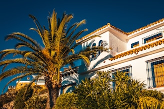 white concrete building near palm trees during daytime