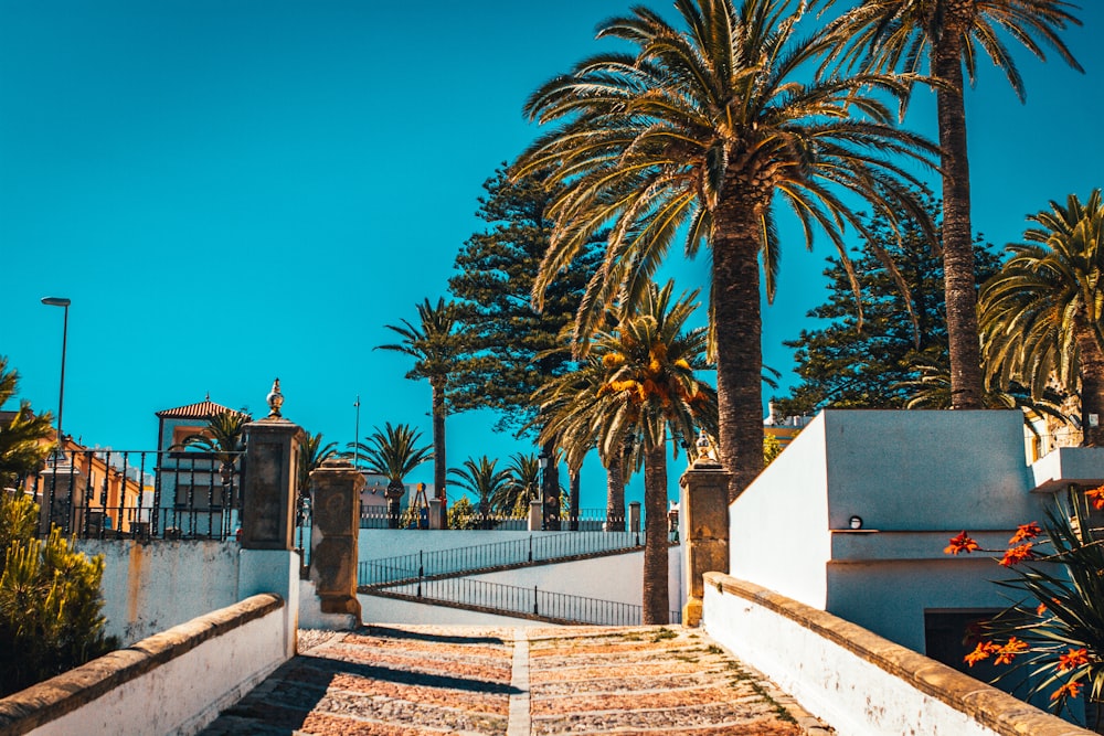 green palm tree near white concrete building during daytime