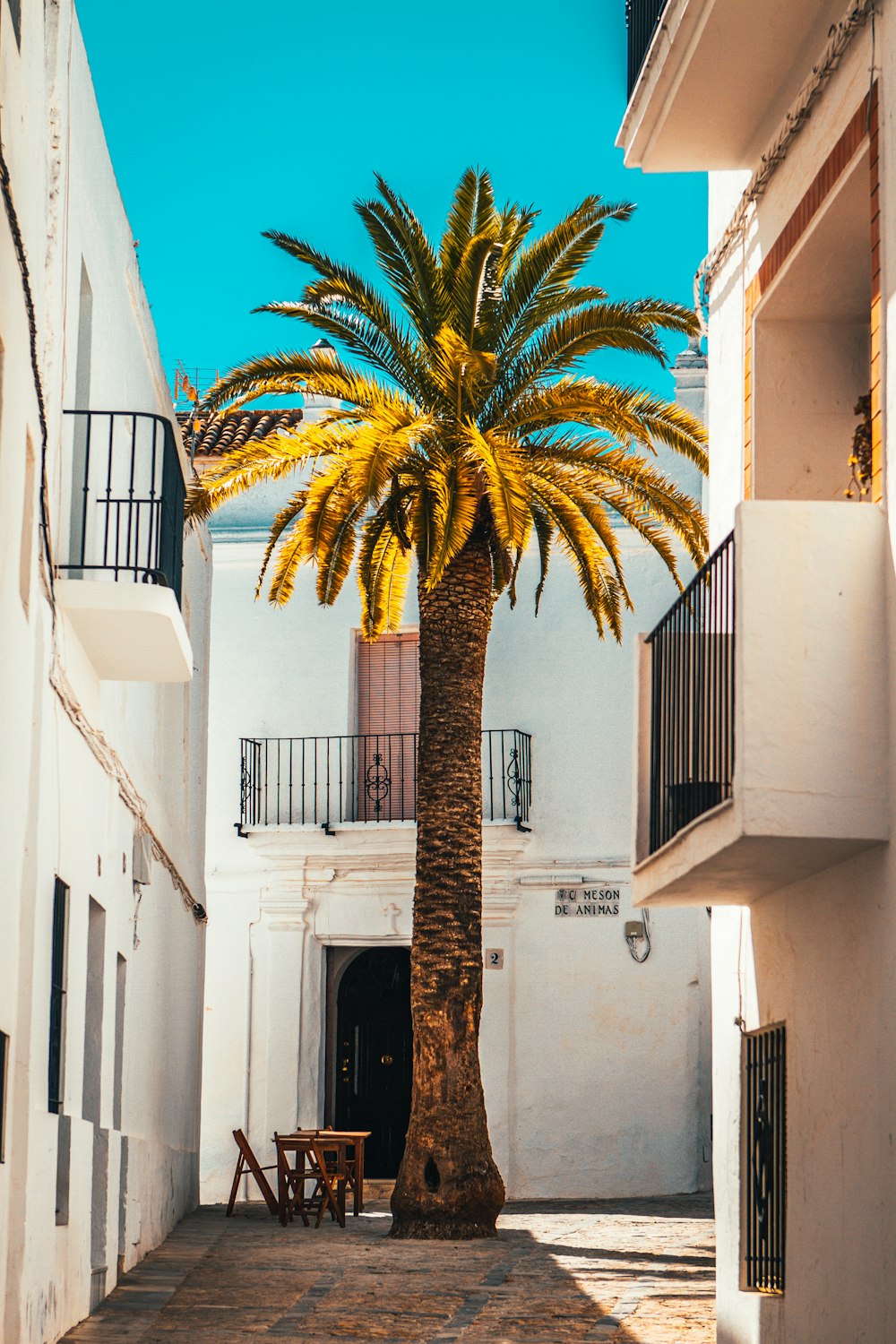 palm tree in front of white concrete building
