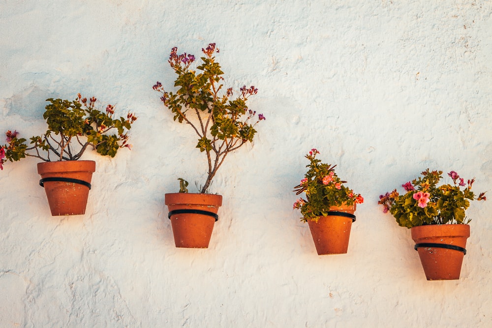 green potted plant on brown clay pot