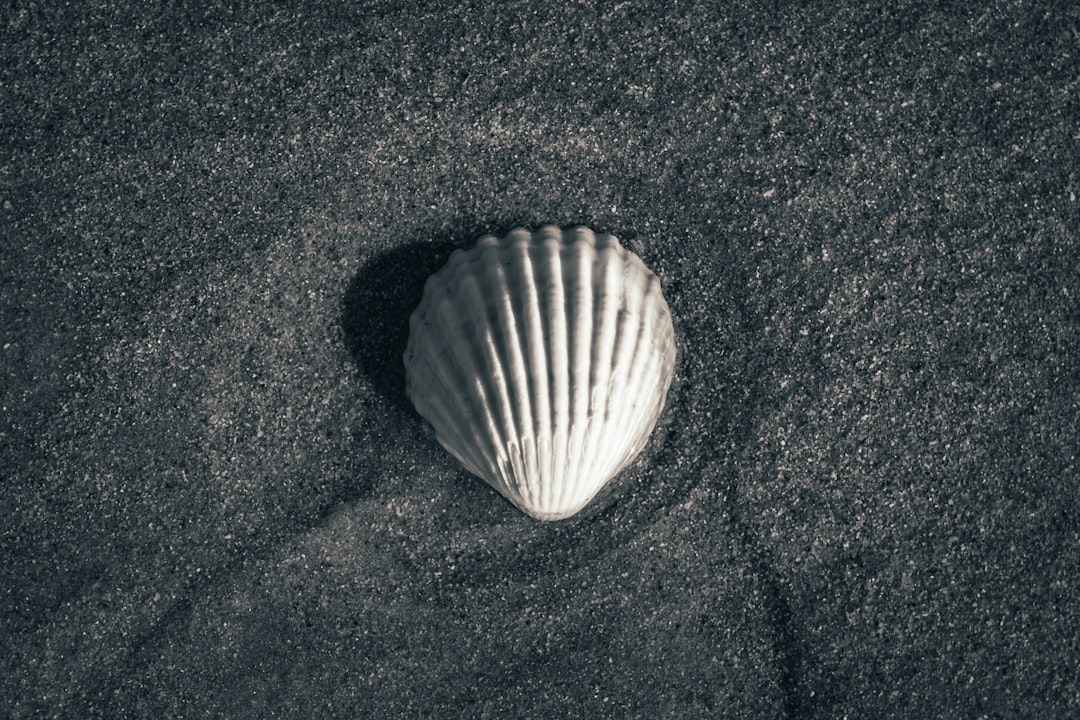 white and gray shell on black textile