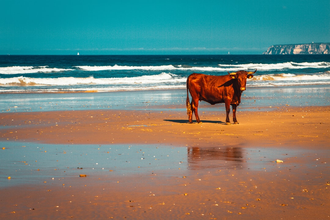 brown horse on beach during daytime